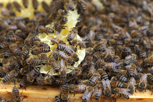 Bees on honeycombs. - Photo, image