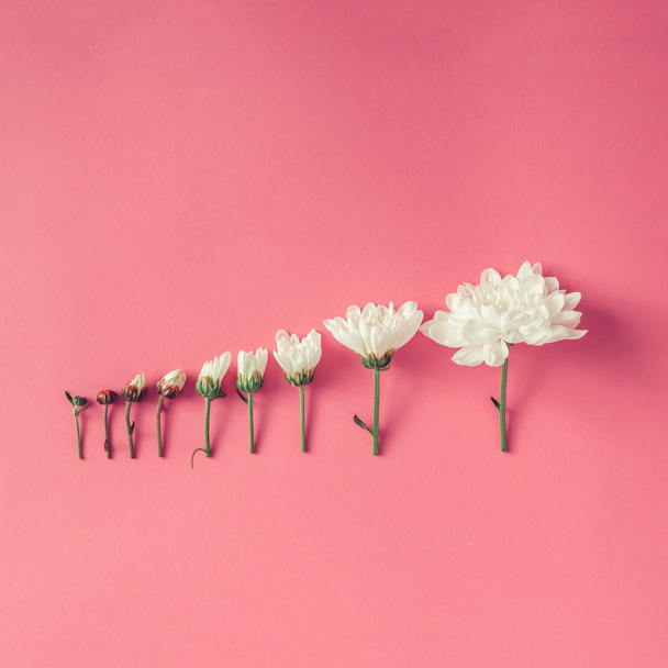Kreatív elrendezése virágok   - Fotó, kép