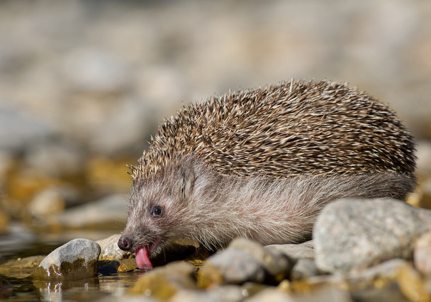 European hedgehog drinking water - Photo, Image
