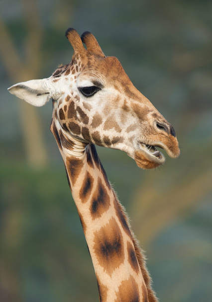Giraffe kop close-up - Foto, afbeelding