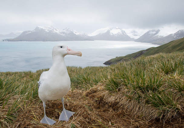 Wędrowny Albatross na gnieździe - Zdjęcie, obraz