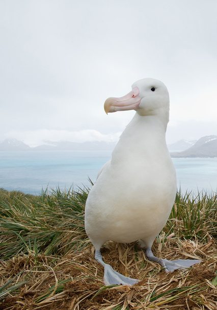 Wędrowny Albatross na gnieździe - Zdjęcie, obraz