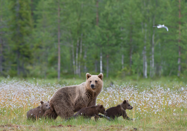Női barna medve, a három kölykök - Fotó, kép