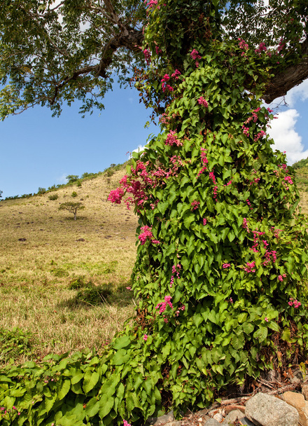 Mexican Creeper Vine on Tree - Foto, Bild