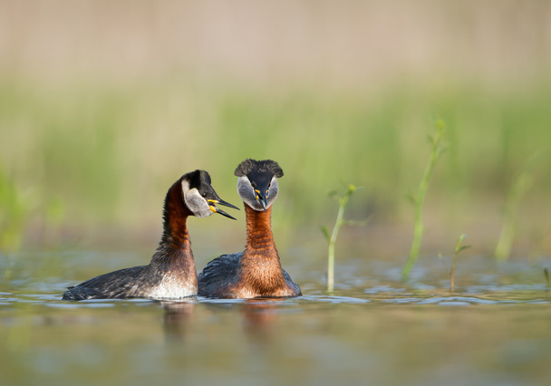 Pair of red necked grebes  - Photo, Image