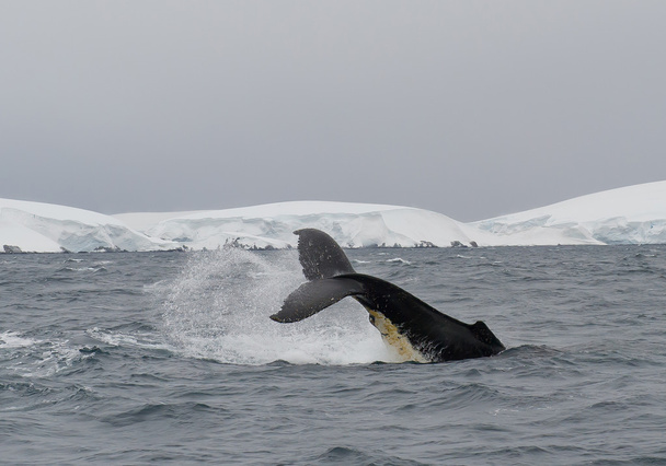 Barbatana de cauda de baleia jubarte
  - Foto, Imagem