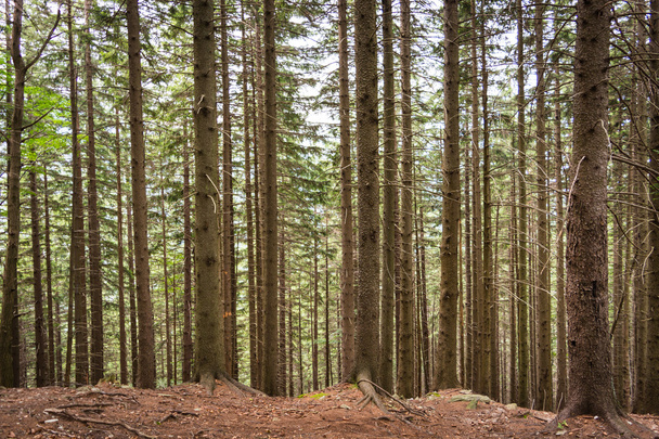 Mnogość pionowe pni drzew w lesie w górach Rumunii - Zdjęcie, obraz