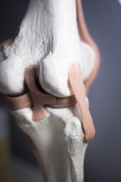 膝関節半月板腱モデル - 写真・画像