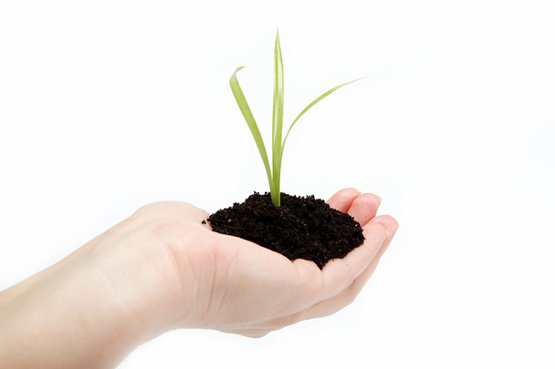Woman's hand with a green sprout in the ground on a white backgr - Photo, Image