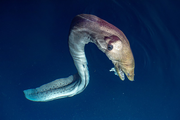Retrato de anguila mooray en maldivas
 - Foto, Imagen