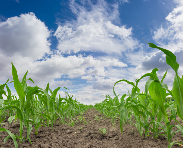 Молодые стебли кукурузы по небу с облаками
 - Фото, изображение