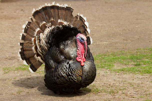 A large turkey - Foto, Bild