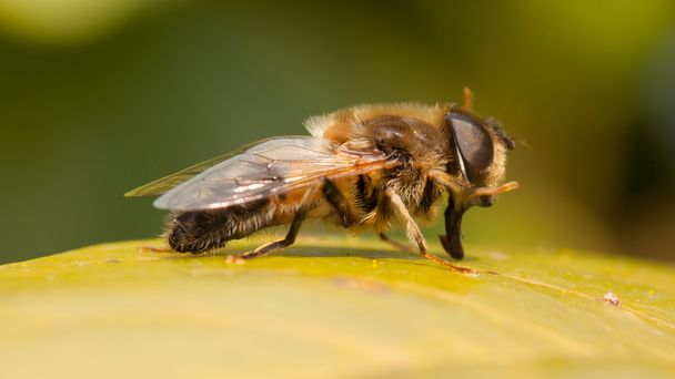μέλισσα σε φύλλο - Φωτογραφία, εικόνα