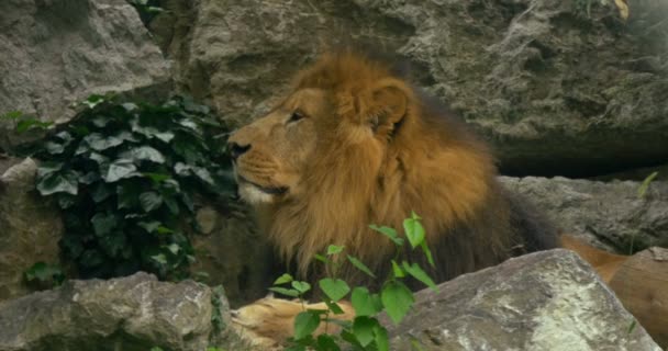 κλείσιμο ενός λιονταριού - Πλάνα, βίντεο
