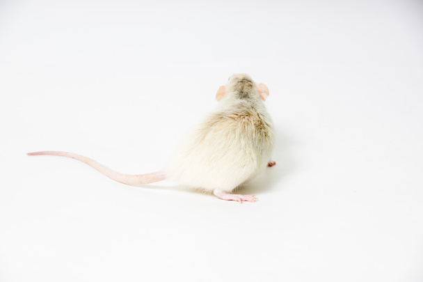 decorative rat on light background - Photo, image