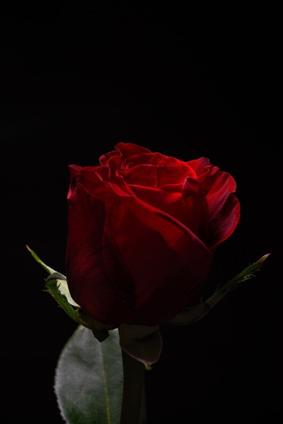 Beautiful red rose with strong contrast on black background. Dra - Φωτογραφία, εικόνα