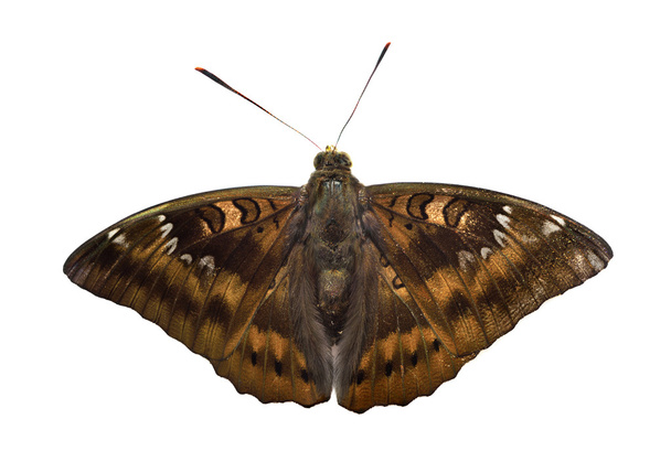 traça monarca, amanteigado
 - Foto, Imagem