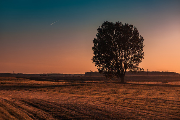 Silhouette d'arbre sur champ d'automne
 - Photo, image