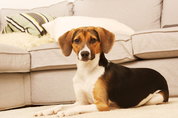 Oturma odasında güzel köpek yavrusu - Fotoğraf, Görsel