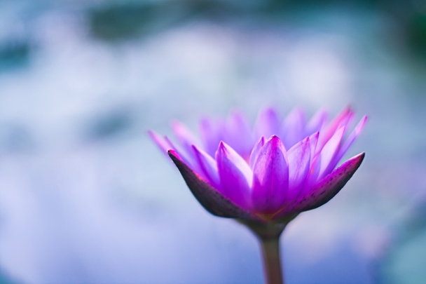 Beautiful lotus flower colorful - Zdjęcie, obraz