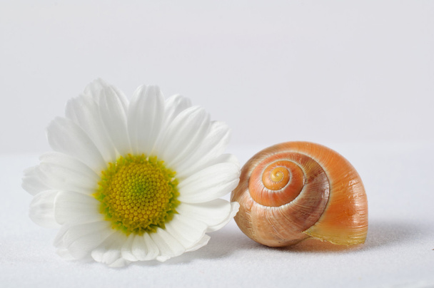 slak en witte bloem op witte achtergrond - Foto, afbeelding