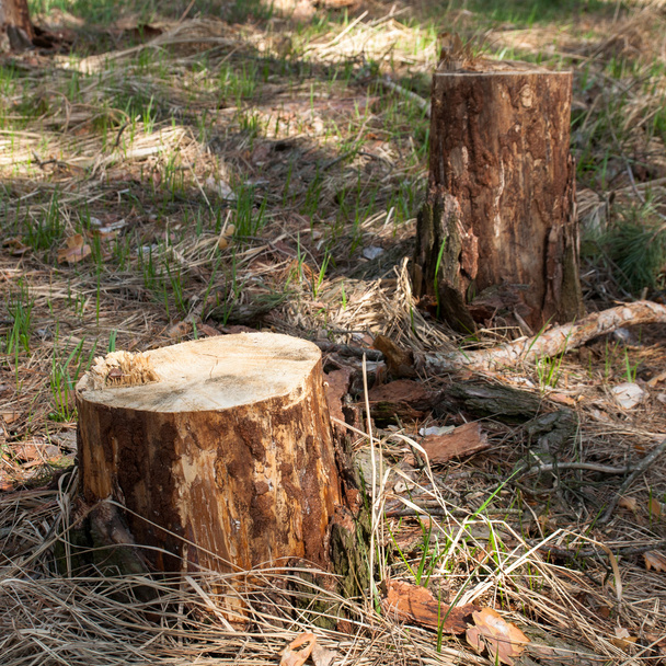 Ormanda stump. Yosun kaplı eski ağaç kütüğü. - Fotoğraf, Görsel