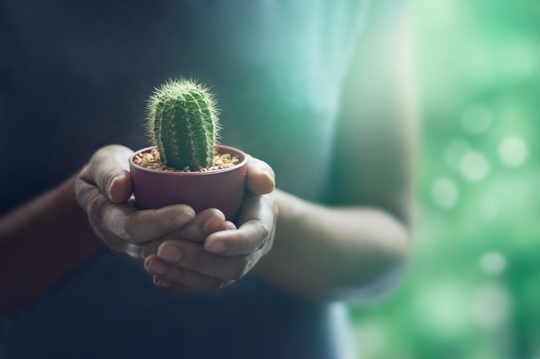 colorful woman holding a small cactus in hands gently on nature  - Photo, Image