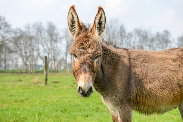 brown donkey looking at you - Photo, Image