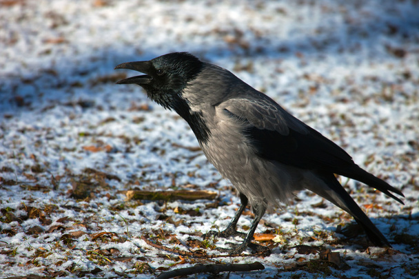 Grey crow sits with an open beak - Photo, Image