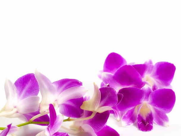 Таиланд орхидея, фиолетовый цвет изолирован на белом фоне
. - Фото, изображение