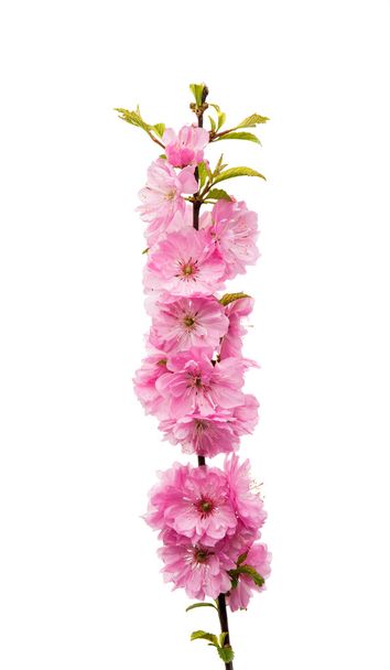 mandulás blossoms.flower  - Fotó, kép