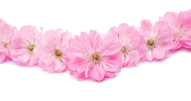mandulás blossoms.flower  - Fotó, kép