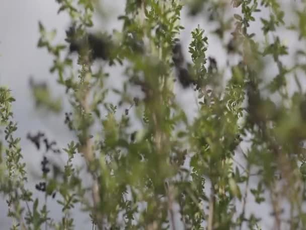 baies sur les buissons
 - Séquence, vidéo