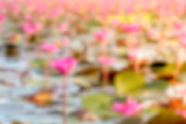 Rosafarbener Lotus im See bei Thale Noi - Foto, Bild