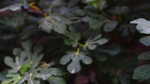 Ficus carica to azjatyckich gatunków - Materiał filmowy, wideo