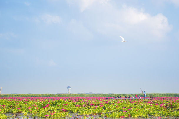 Rosafarbener Lotus auf dem Himmelssee in Thailand - Foto, Bild