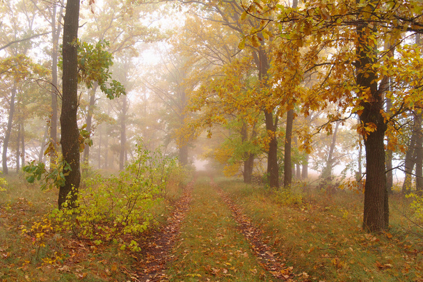 autumn forest with misty morning  - Foto, Imagem