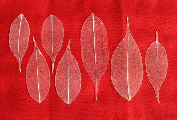 siete ficus esqueletizado de la hoja (Ficus benjamina) sobre un fondo rojo
. - Foto, Imagen