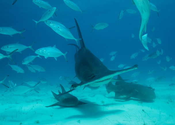requin marteau aux Bahamas
 - Photo, image