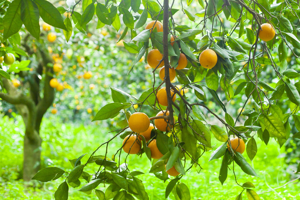 sinaasappelboom met sinaasappels - Foto, afbeelding
