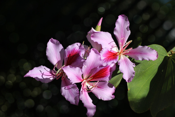 flowering orchid tree - Photo, Image