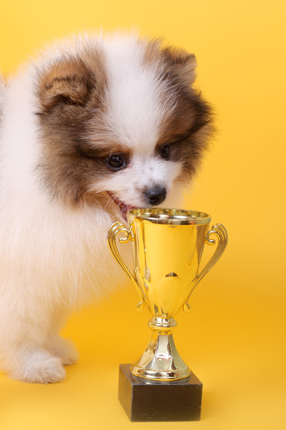 Spitz puppy winner - Foto, Imagen