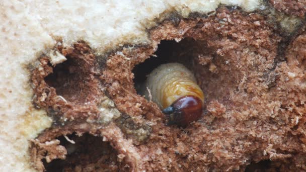 larva of bark burrow beetle moving in the hole - Séquence, vidéo