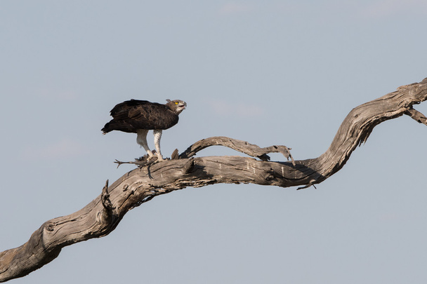 Martial Eagle tappaa Guinea Fowl
 - Valokuva, kuva