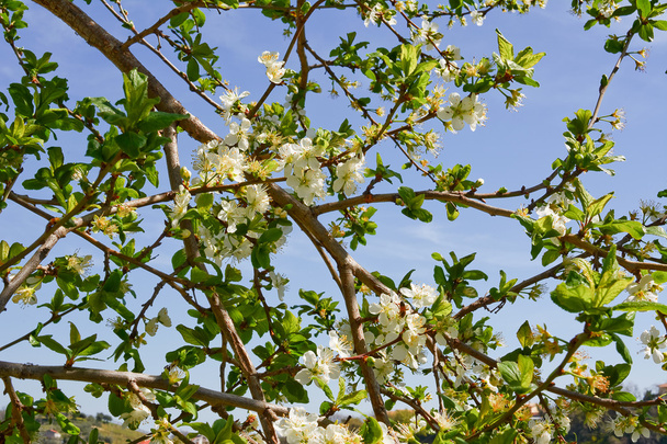 flor de cereja com céu azul
 - Foto, Imagem