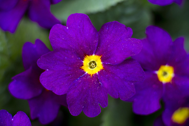 Primeln Frühlingsblumen - Foto, Bild