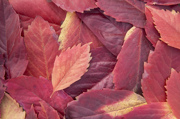 Autumn leaves background - Φωτογραφία, εικόνα