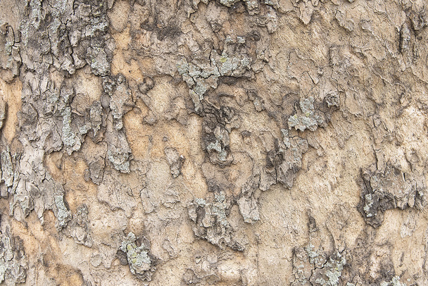 Old tree bark background texture - Φωτογραφία, εικόνα