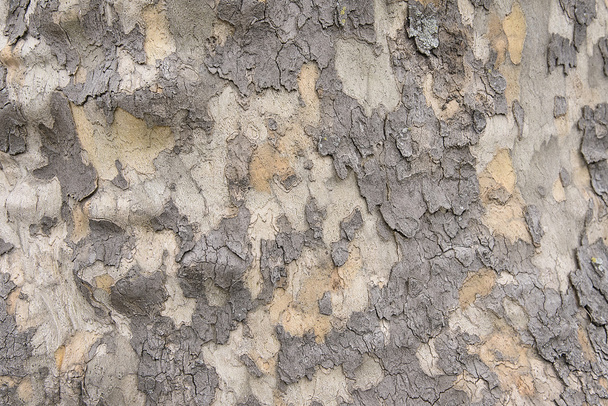 Old tree bark background texture - 写真・画像