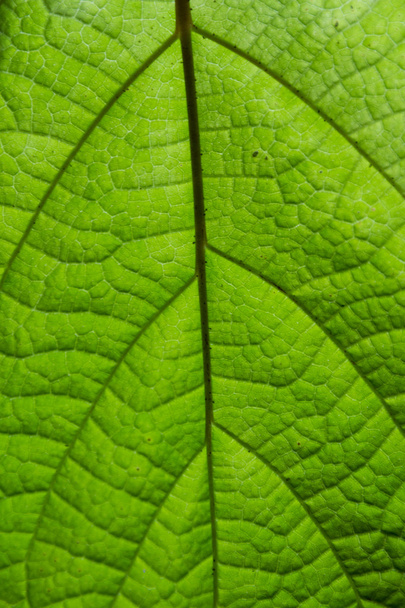 Zielony liść na światło - Zdjęcie, obraz